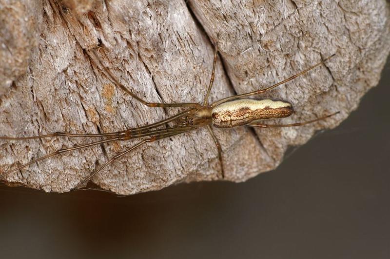 Tetragnatha_montana_D6056_Z_88_Les Gris_Frankrijk.jpg